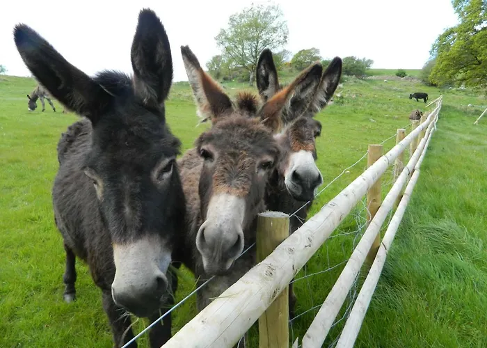 Parkgate Farm Holiday park *